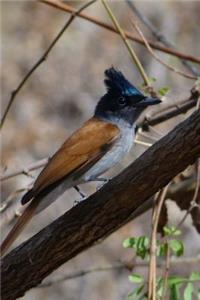 Asian Paradise Flycatcher Bird Journal