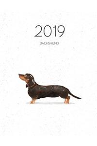 2019 Dachshund