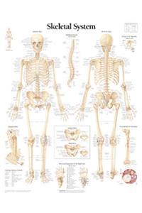 Skeletal System Laminated Poster