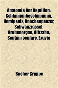 Anatomie Der Reptilien