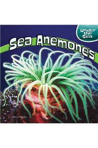 Sea Anemones