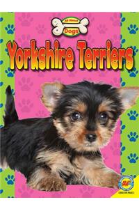 Yorkshire Terriers
