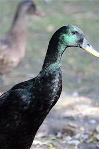 A Beautiful Indian Runner Runner Duck Bird Journal