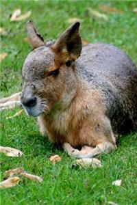A Patagonian Mara in the Grass Journal
