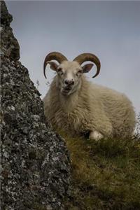 A Wild Sheep Reclining in the Grass on a Cliff in Iceland Journal