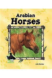 Arabian Horses