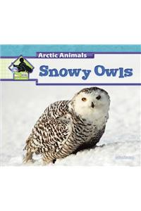 Snowy Owls