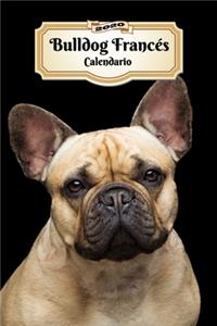 2020 Bulldog Francés Calendario