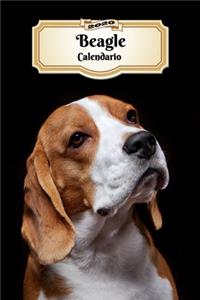 2020 Beagle Calendario