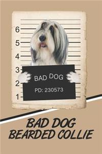 Bad Dog Bearded Collie