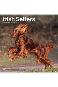 Irish Setters 2021 Square