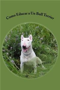 Como Educar a Un Bull Terrier