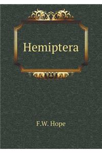Hemiptera