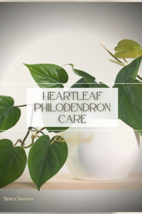 Heartleaf Philodendron Care