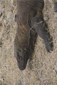 Komodo Dragon in the Grass Journal