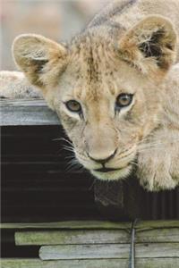 Lion Cub Taking It Easy Journal