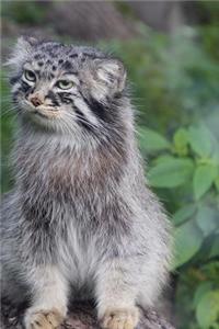 Totally Cool Manuel Pallas Cat Wild Animal Journal