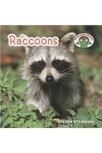 Raccoons