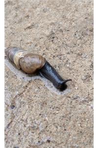 Slug Life Sketchbook