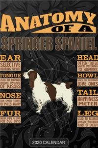 Anatomy Of A English Springer Spaniel