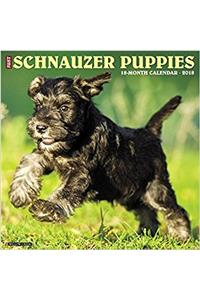 Just Schnauzer Puppies 2018 Wall Calendar (Dog Breed Calendar)