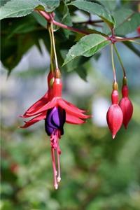 Fuchsia Crocosmia Flower Journal