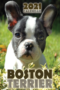 Boston Terrier 2021 Calendar