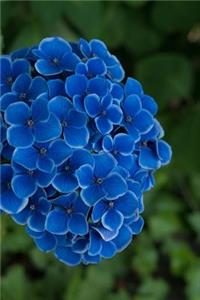 Brilliant Royal Blue Hydrangea Flowers Journal