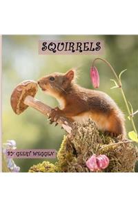 Squirrels: 52 Photos of Red Squirrels