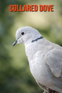 Collared Dove