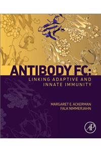Antibody Fc