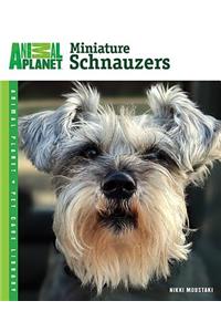 Miniature Schnauzers