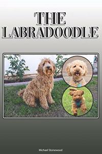 Labradoodle