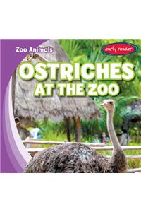 Ostriches at the Zoo