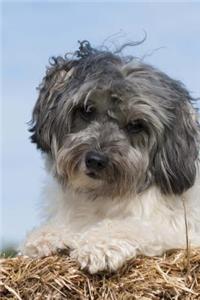 The Lowchen Dog Journal
