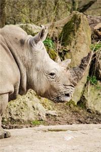Say Hello to the Rhinoceros Journal