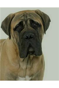 Bullmastiff