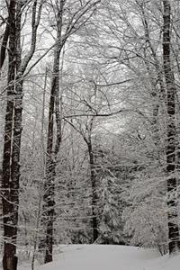 Scenic Winter Picture Journal