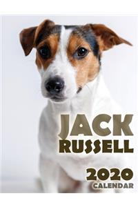 Jack Russell 2020 Calendar