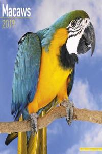 Macaws Calendar 2019