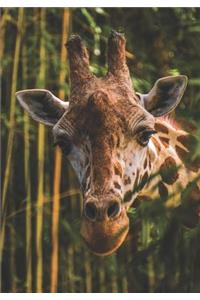 2019 Appointment Calendar