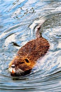 Beaver Swimming to Shore Journal