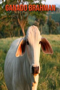 Ganado brahman
