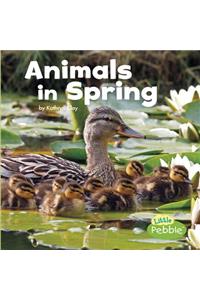 Animals in Spring