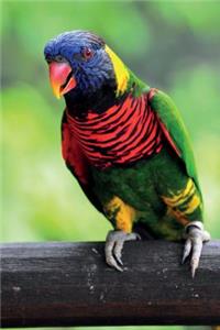 Rainbow Lorikeet vol.2 Notebook & Journal. Productivity Work Planner & Idea Notepad