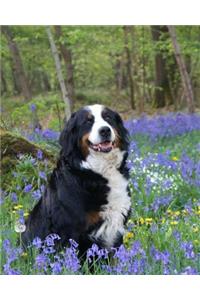 Bernese Mountain Dog