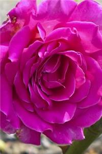 Bright Pink Garden Rose Super Close-Up Journal