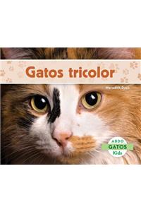 Gatos Tricolor