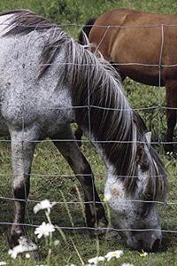 2020 Daily Planner Horse Photo Equine Grazing Horses 388 Pages