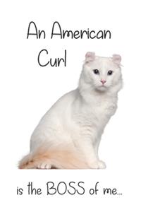 A White American Curl Cat is the Boss of me...
